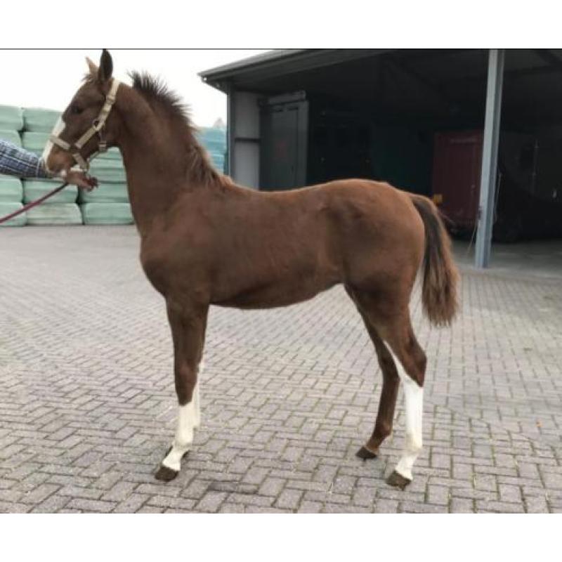 Te Koop: meerdere tuigpaarden, van veulen tot 5 jaar