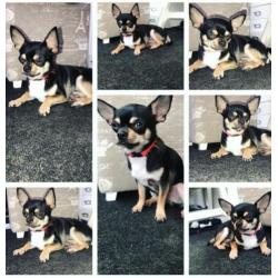Chihuahua