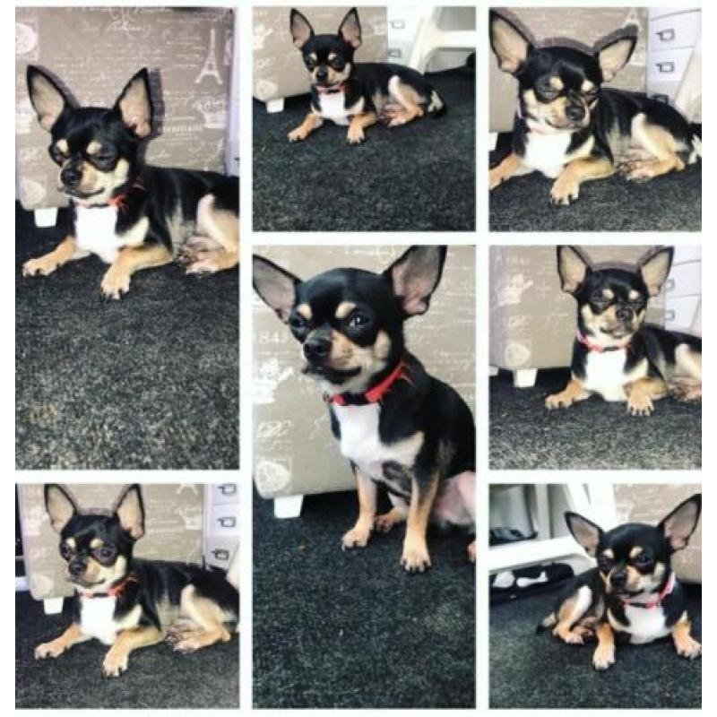 Chihuahua
