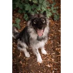 Een aanhankelijke (familie)vriend: Shadow