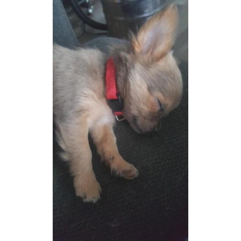 Super lief langhaar chihuahua pupje