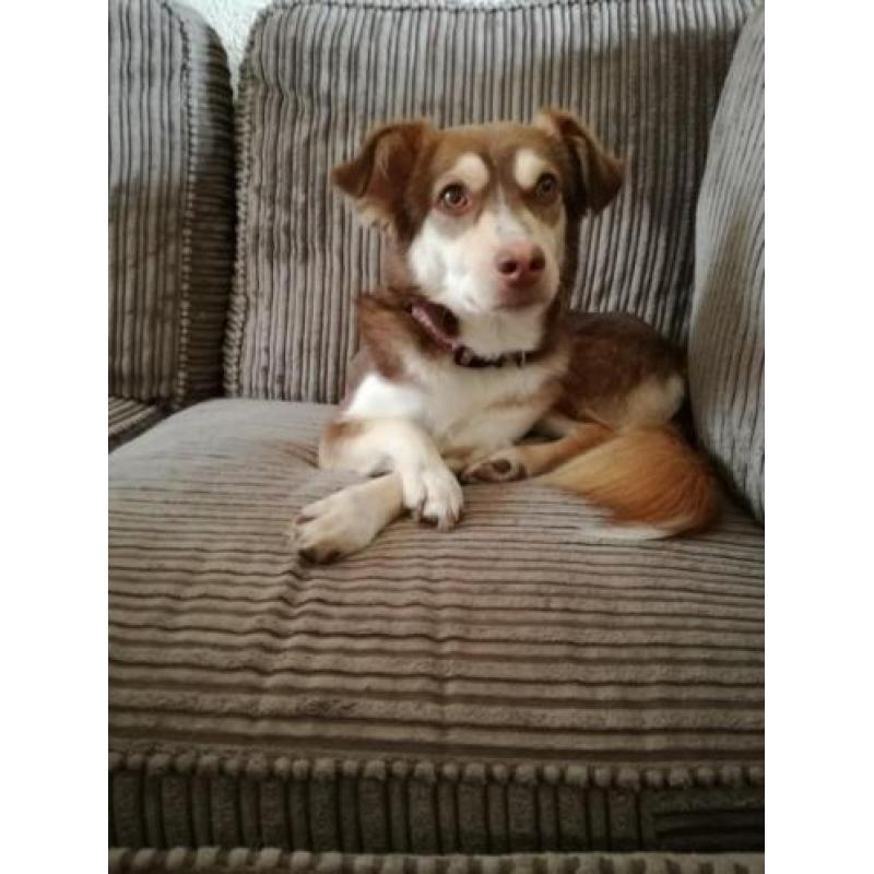 Bordercollie x husky