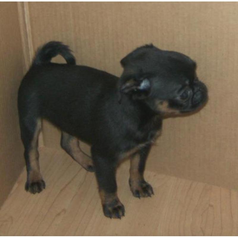 griffon pups zoeken thuis!