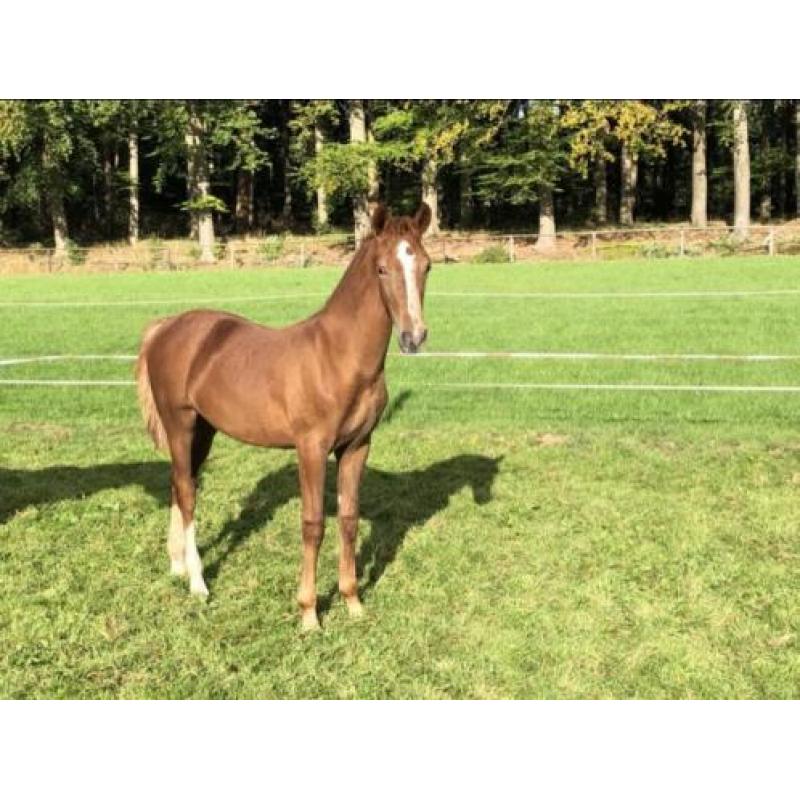 Tuigpaard merrie veulens