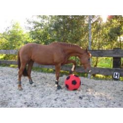 paard