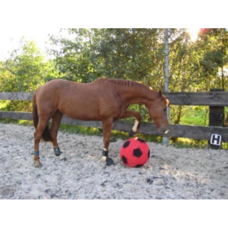 paard