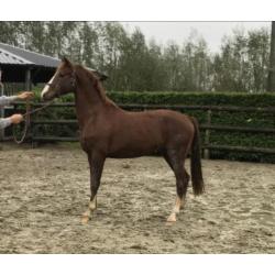 Te Koop: meerdere tuigpaarden, van veulen tot 5 jaar