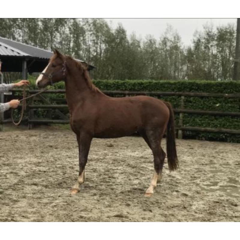 Te Koop: meerdere tuigpaarden, van veulen tot 5 jaar