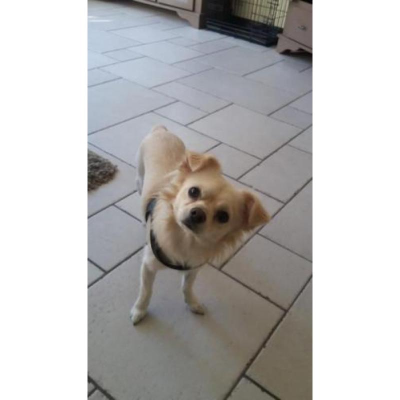2 chihuahua reuen