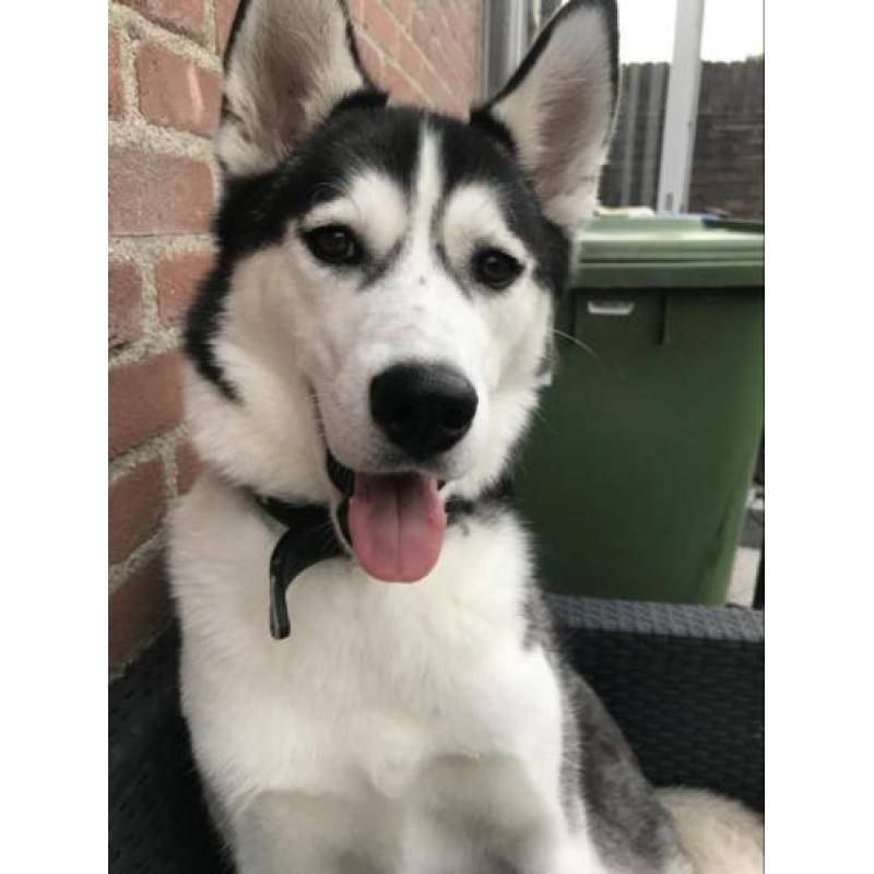 Frosty - husky / zoekt een nieuw thuis