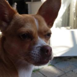 Chihuahua van 4 jaar oud.