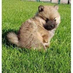 Pomeranian teefjes