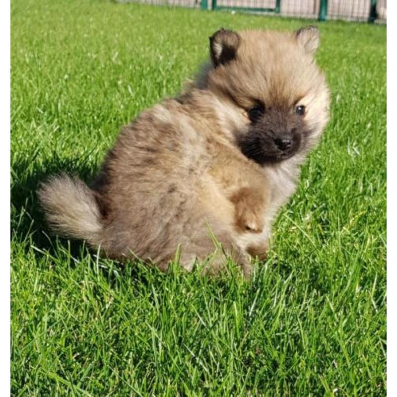 Pomeranian teefjes