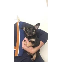 Chihuahua pup