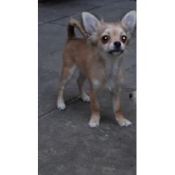 Tk mooi langhaar chihuahua pup teefje