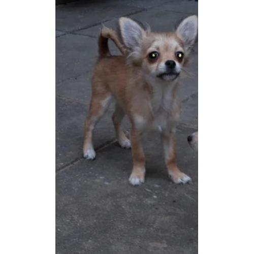 Tk mooi langhaar chihuahua pup teefje