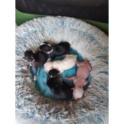 Powderpuffs en Chinese naakthondjes