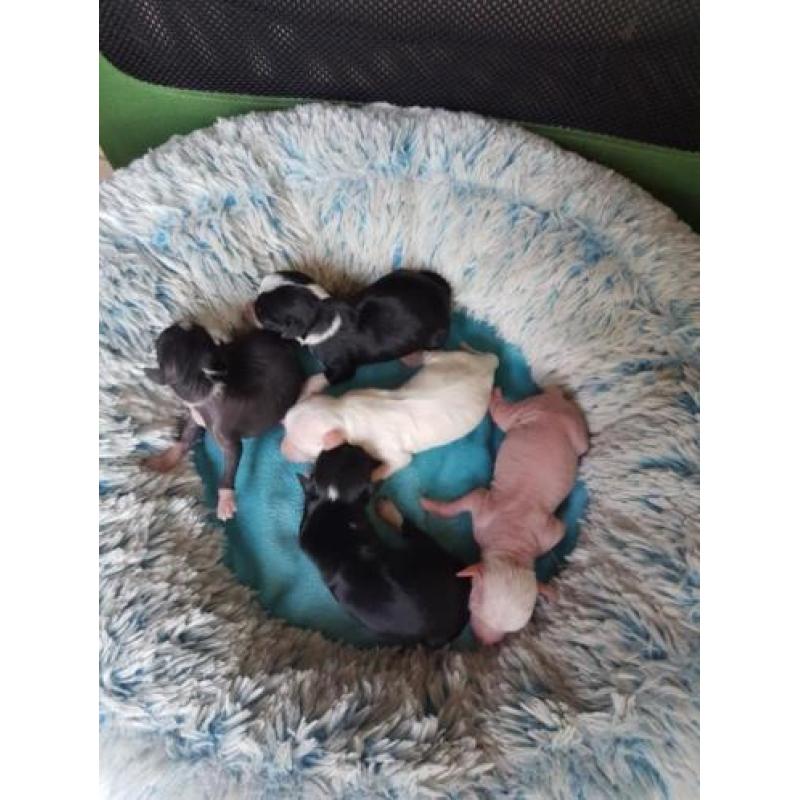 Powderpuffs en Chinese naakthondjes