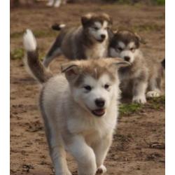 Alaskan malamute pups met stamboom!