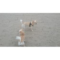2 chihuahua reuen