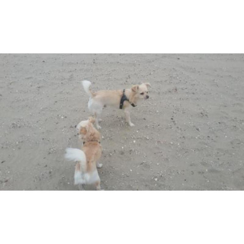 2 chihuahua reuen
