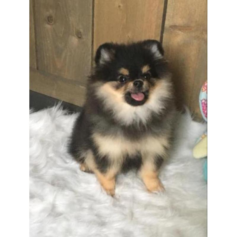 Mini Pomeriaan teefje bear type met fci stamboom