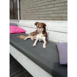 Bordercollie x husky
