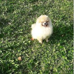Prachtig Teefje Pomeranian/Pomeriaan/Dwergkeesje/FCI