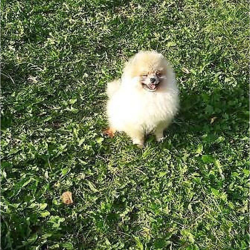 Prachtig Teefje Pomeranian/Pomeriaan/Dwergkeesje/FCI