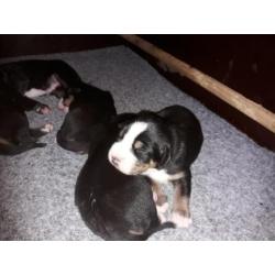 Raszuivere Grote Zwitserse Sennenhond pups