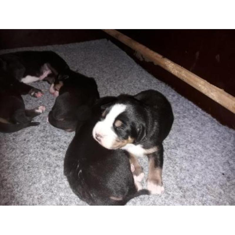 Raszuivere Grote Zwitserse Sennenhond pups