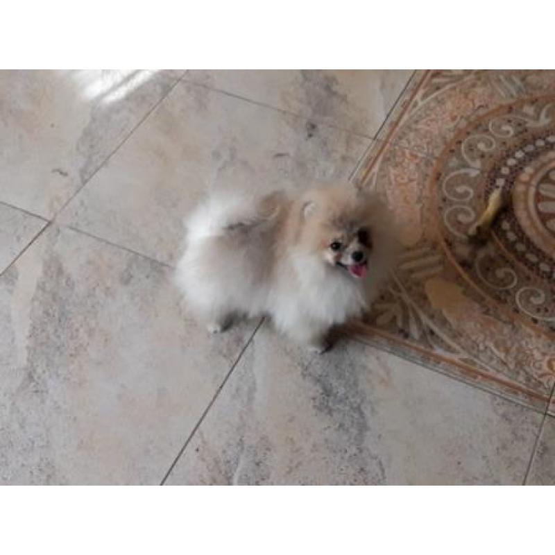 Prachtig Teefje Pomeranian/Pomeriaan/Dwergkeesje/FCI