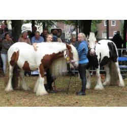 Meerdere irish cobs / tinker merries / veulens