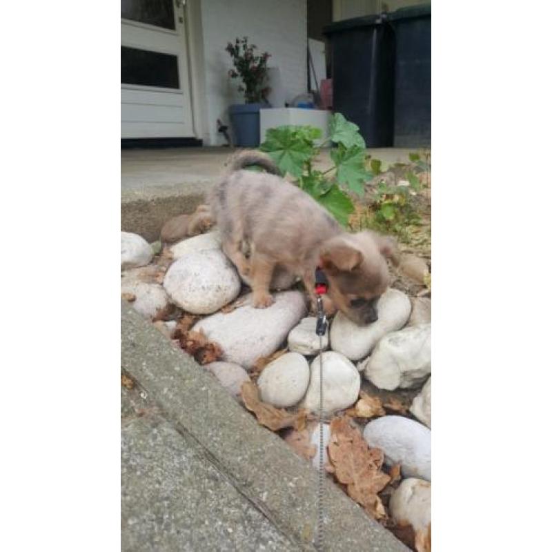 Super lief langhaar chihuahua pupje