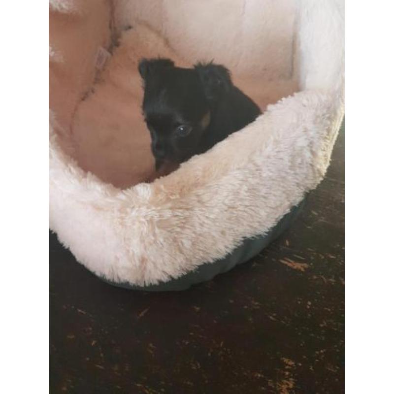 chihuahua reutje