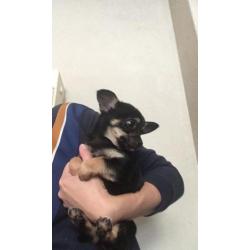 Chihuahua pup