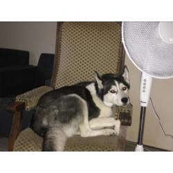 Frosty - husky / zoekt een nieuw thuis