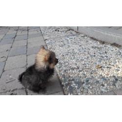 Pomeranian (dwergkees) x kleinkees