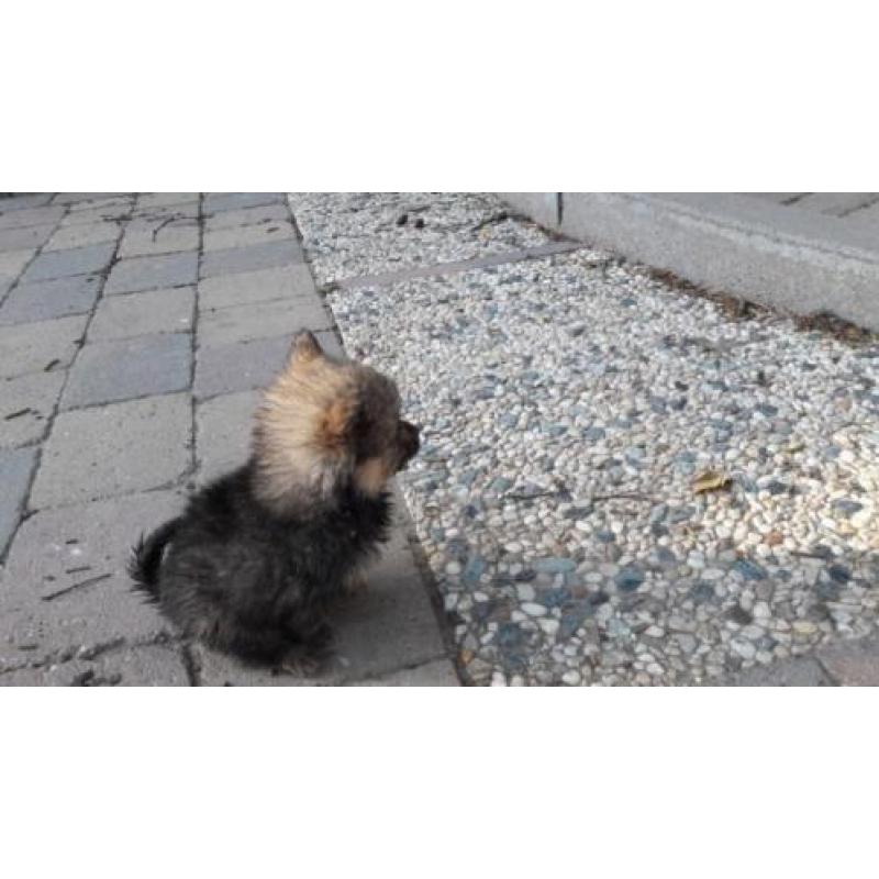 Pomeranian (dwergkees) x kleinkees