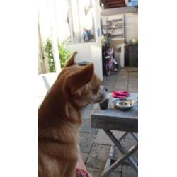 Chihuahua van 4 jaar oud.