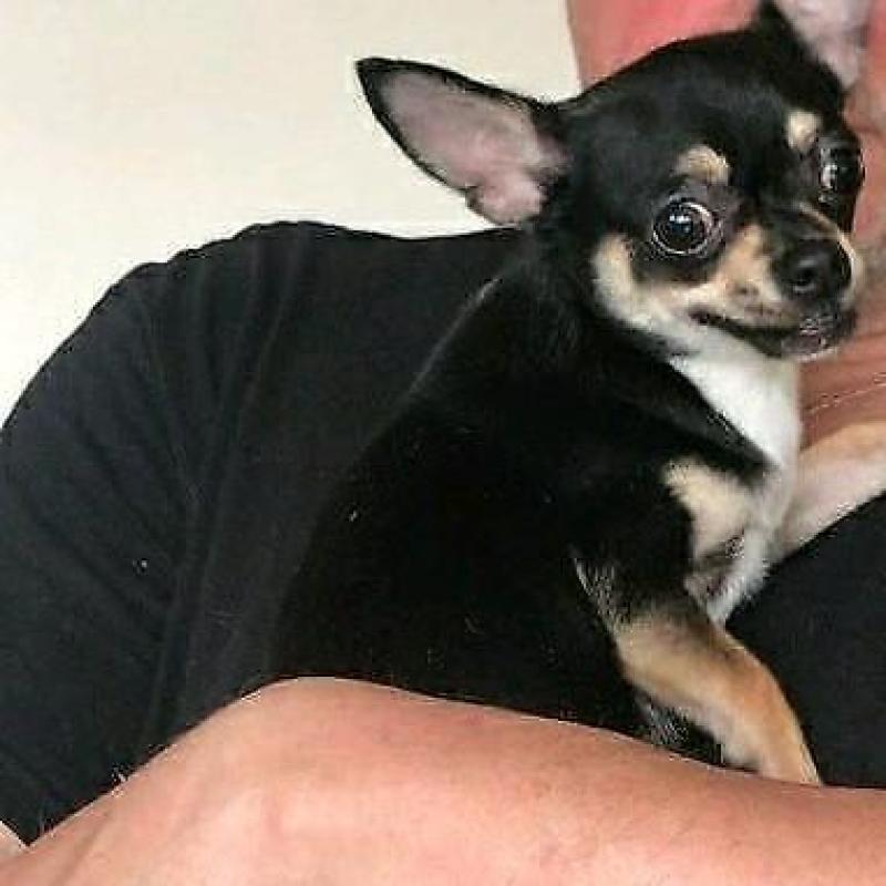 Chihuahua