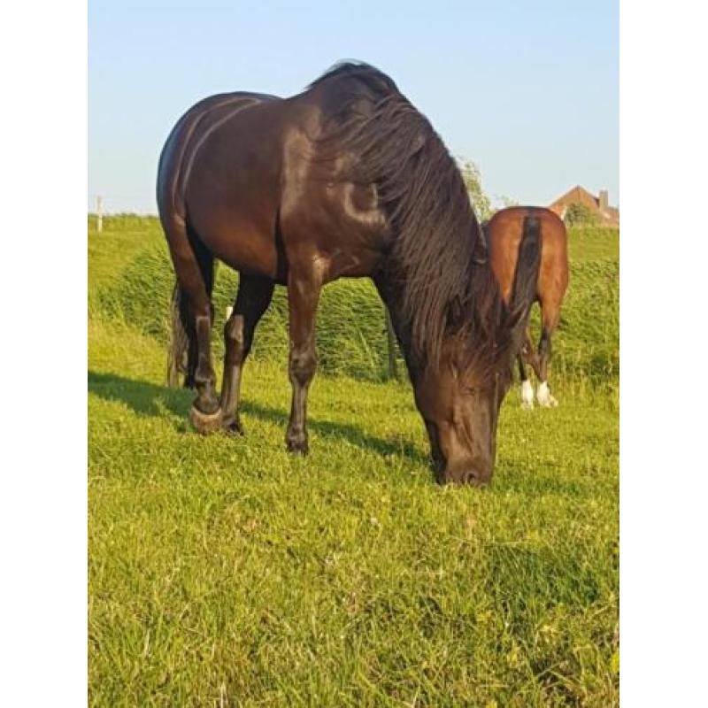 Schitterende zwarte 6 jarige ruin 1.55 m Andalusier x Fries