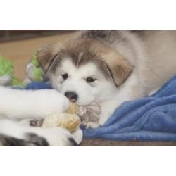 Alaskan malamute pups met stamboom!