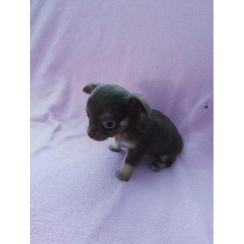 Prachtige chihuahua pups