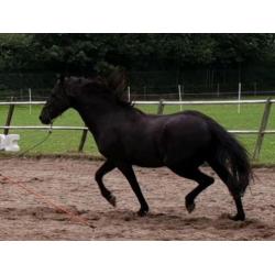 Schitterende zwarte 6 jarige ruin 1.55 m Andalusier x Fries