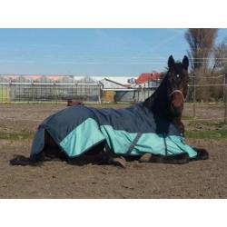 **VERKOCHT** 6 jarige dressuurruin.