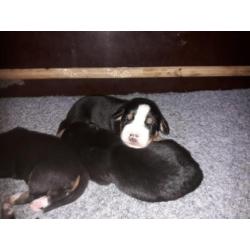 Raszuivere Grote Zwitserse Sennenhond pups