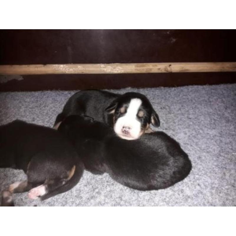 Raszuivere Grote Zwitserse Sennenhond pups
