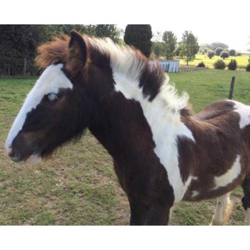Irish Cob / Tinker veulen met stamboom. VERKOCHT