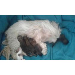 Ras zuiver shih shu pups